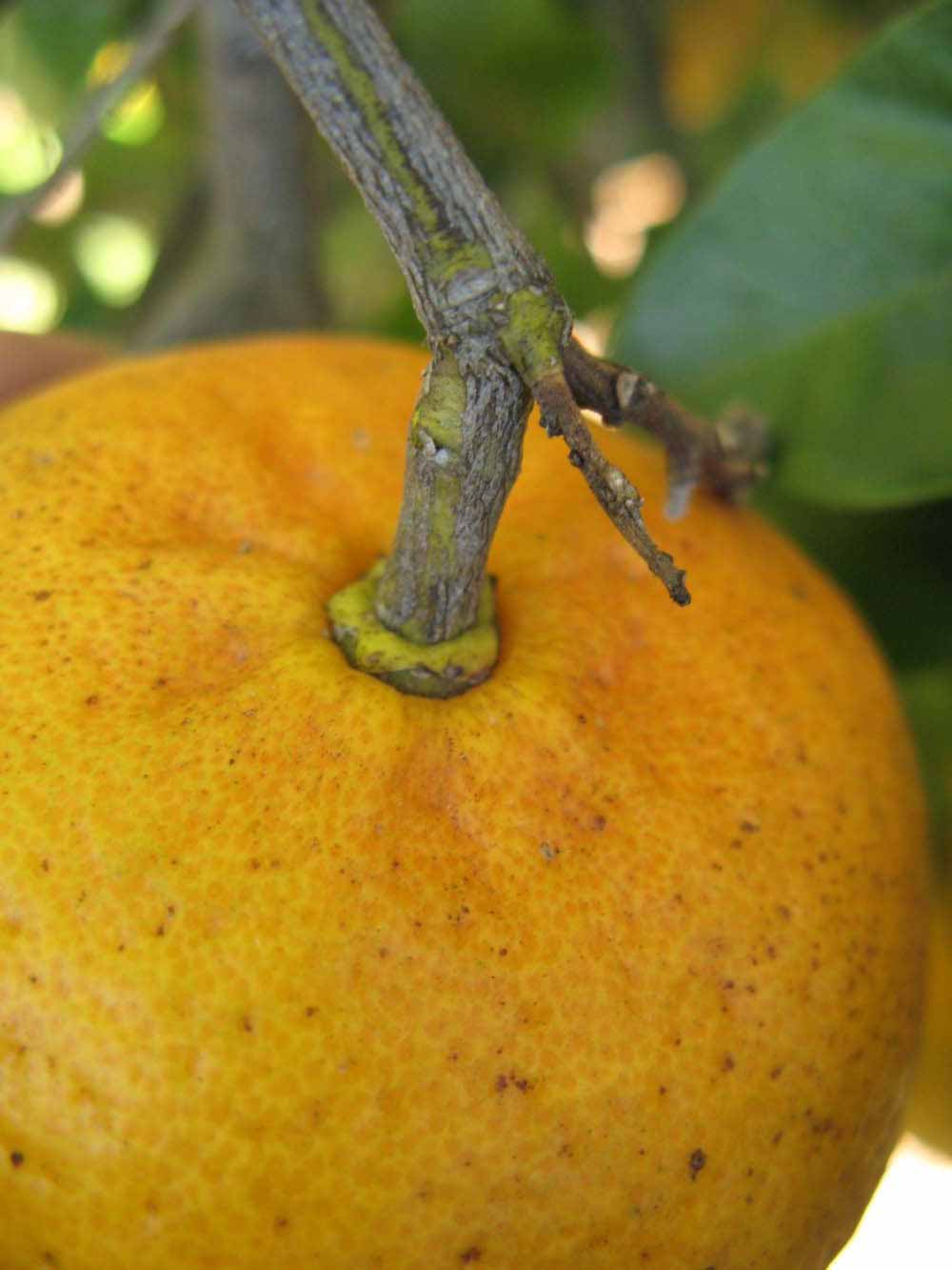              Fruit (Winter Haven, FL)       